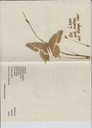 scan-9466.JPG