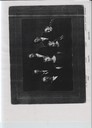 scan-14929.JPG